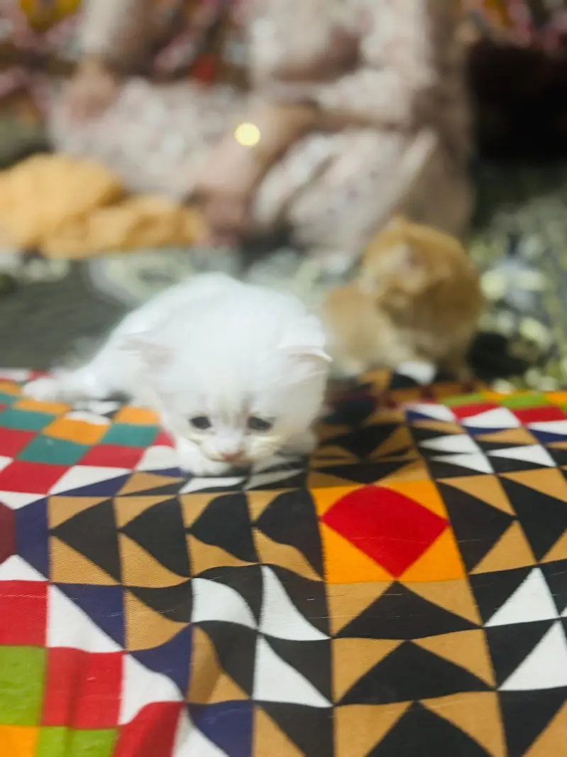 Persians cats — photo 3