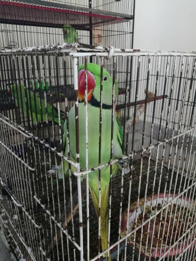 male pair raw parrot