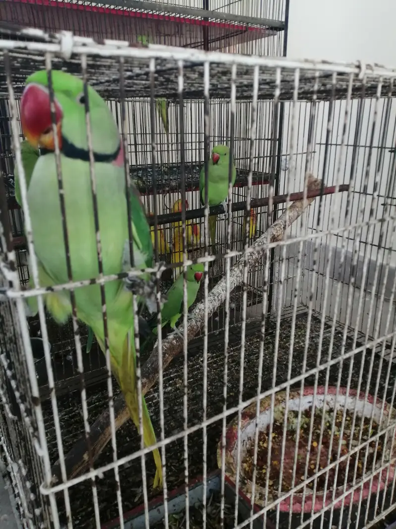 male pair raw parrot — photo 2