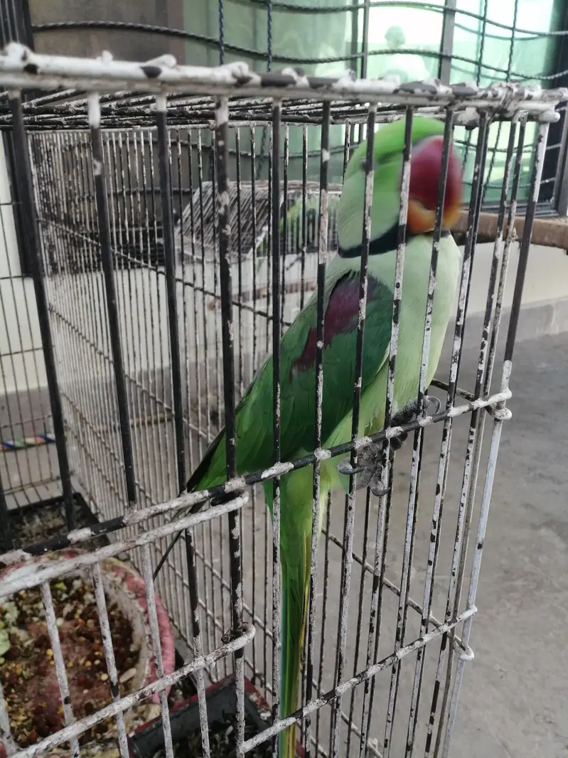male pair raw parrot — photo 3