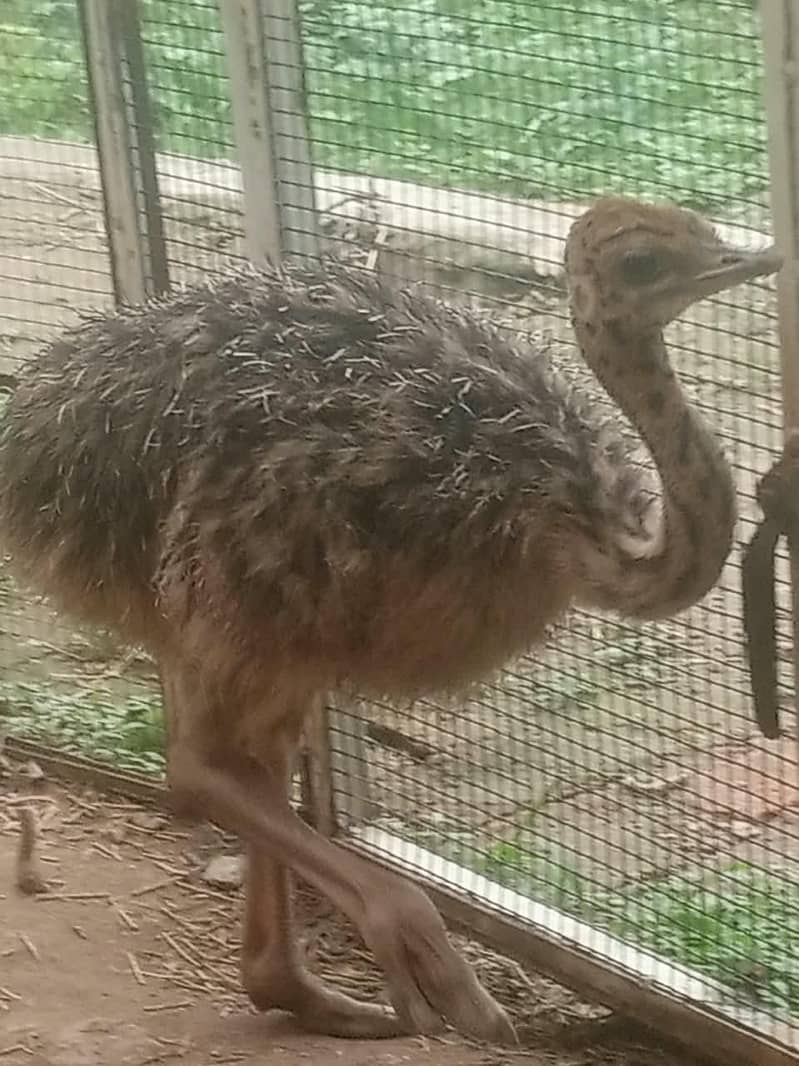 ostrich 0