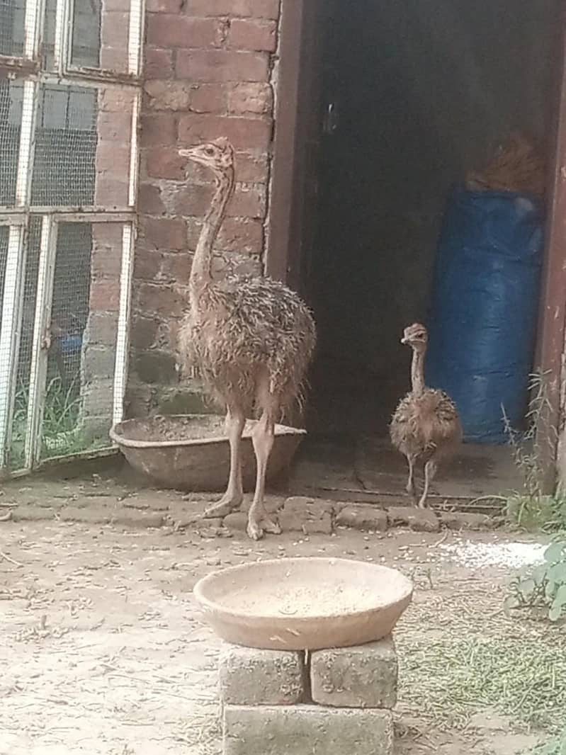 ostrich 4