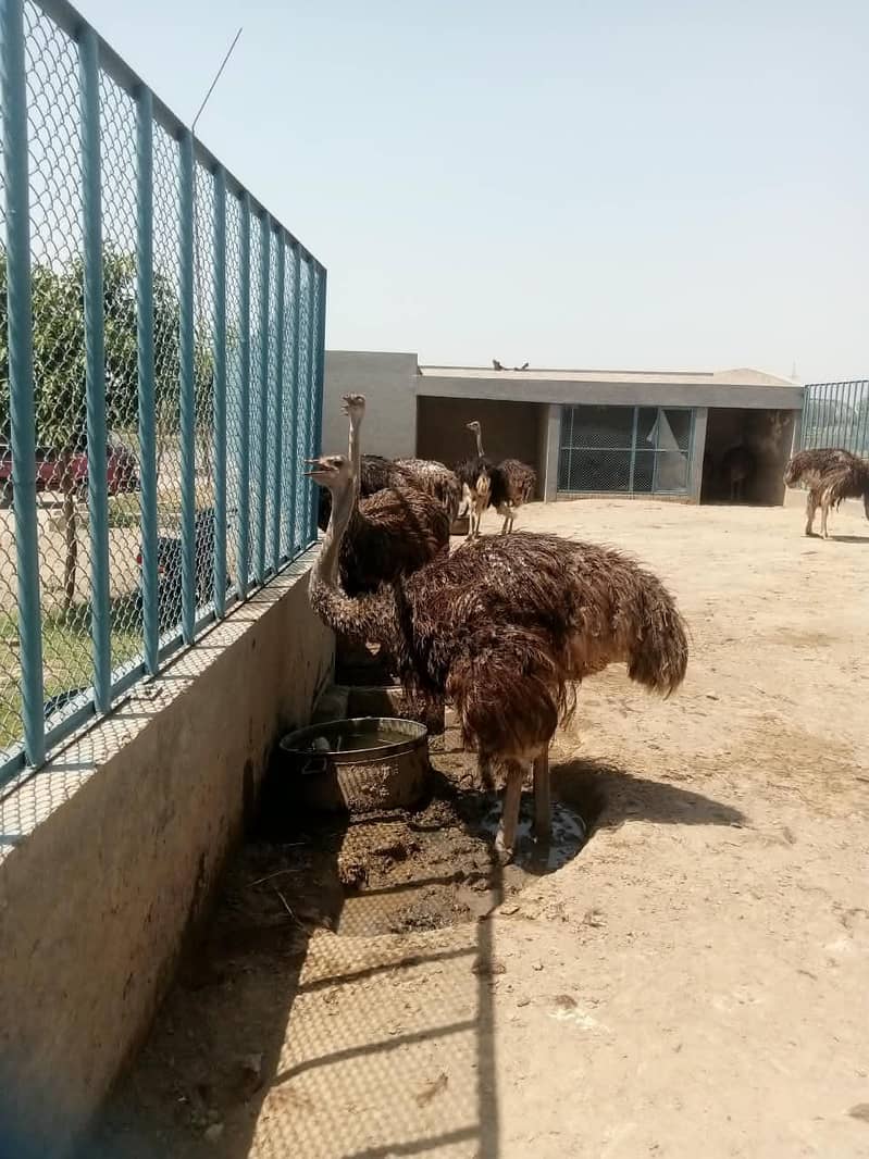 ostrich 5