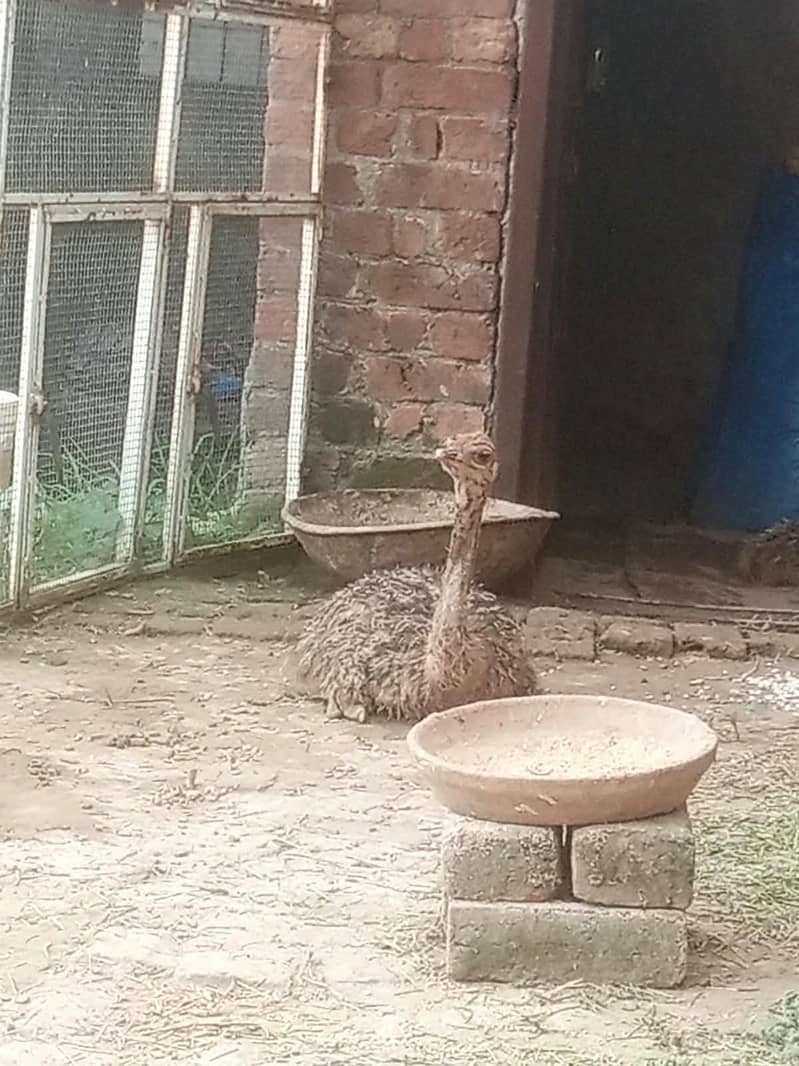 ostrich 6