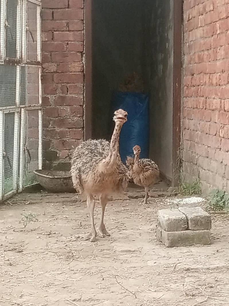 ostrich 10