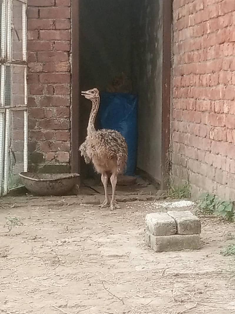 ostrich 11