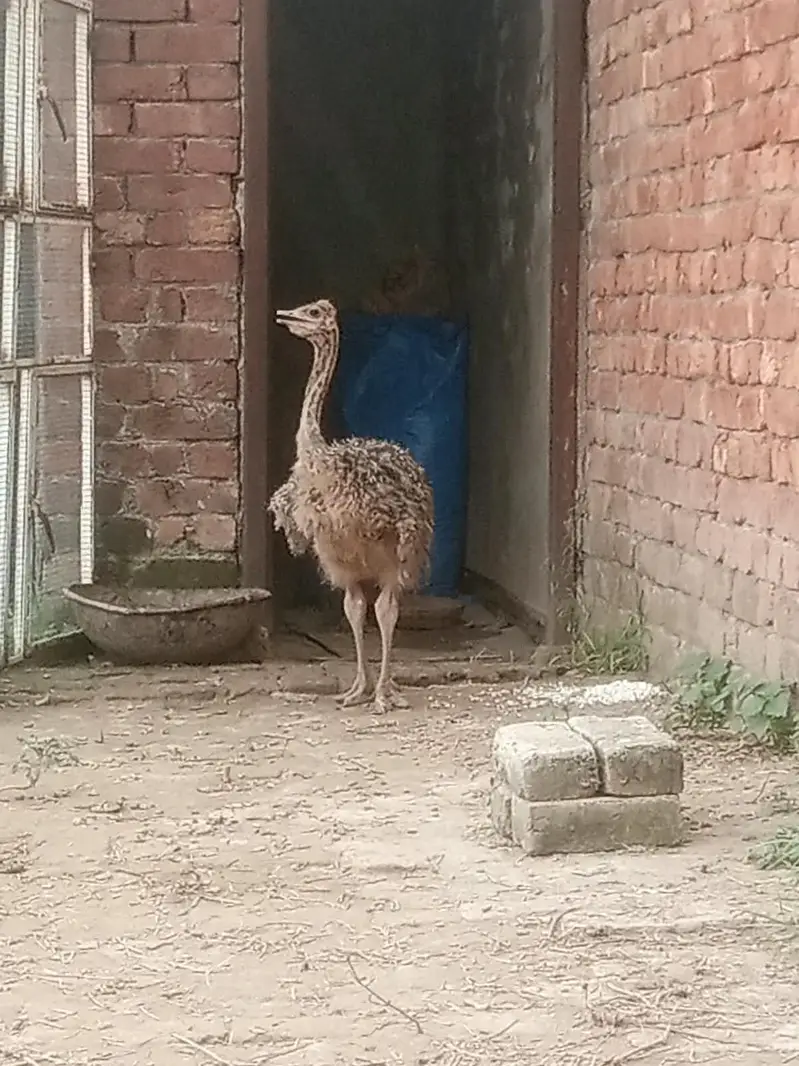 ostrich — photo 12