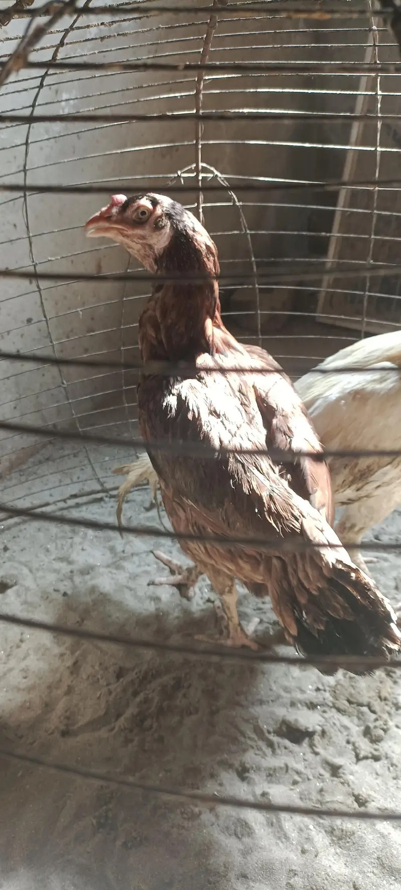 Aseel Hen — photo 8