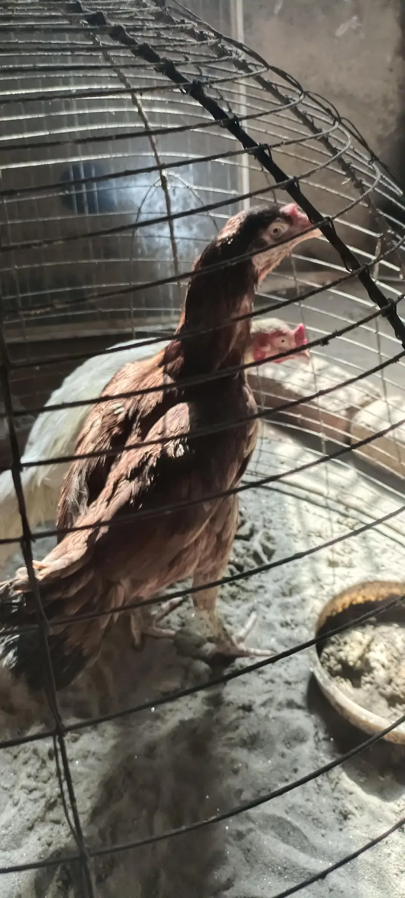 Aseel Hen — photo 9