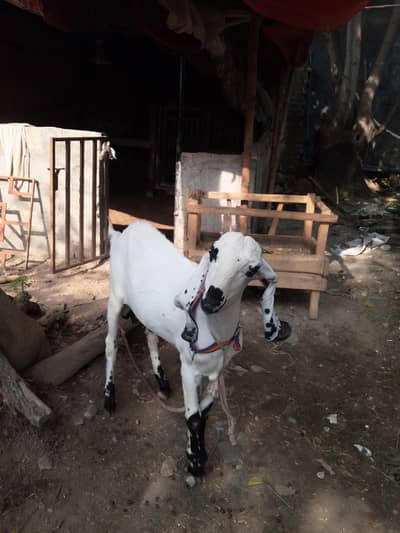 Two Healthy Male Goats for Sale