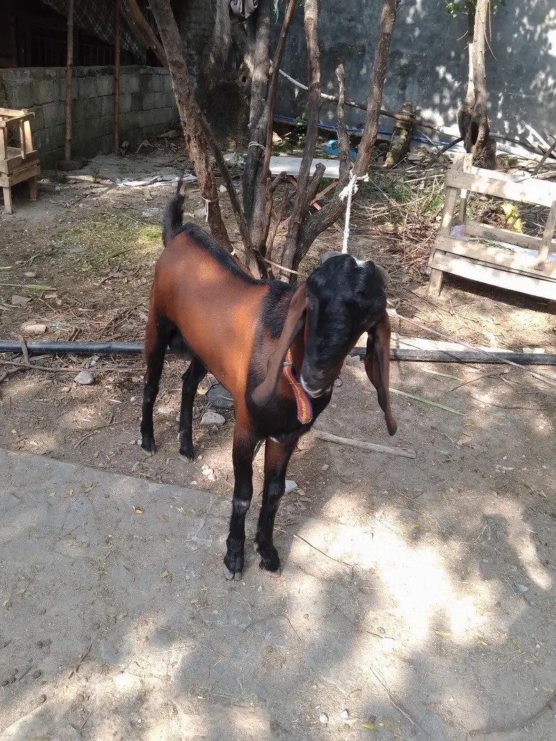 Two Healthy Male Goats for Sale — photo 2