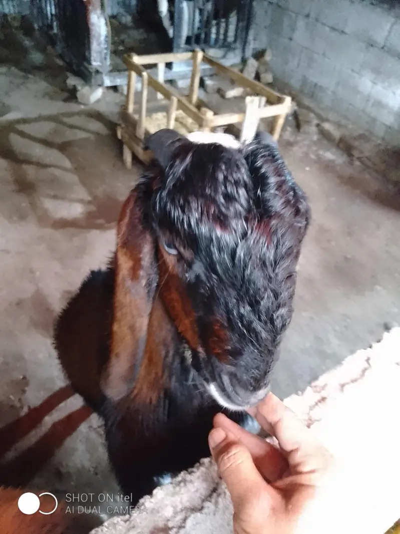 Two Healthy Male Goats for Sale — photo 3