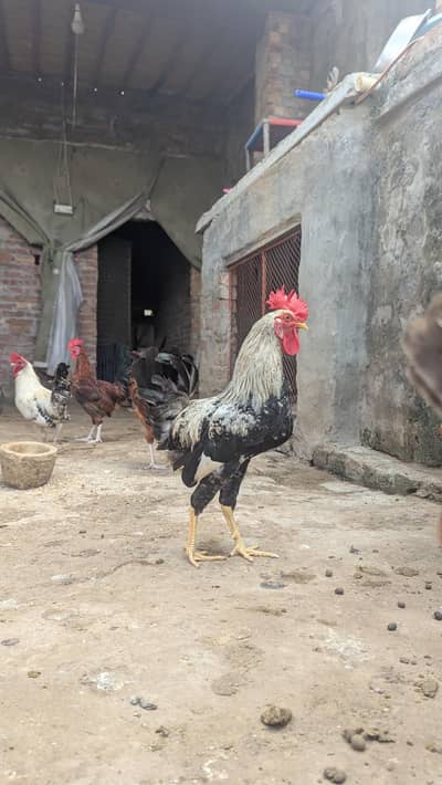 Golden Misri, Dandarvi and Fayoumi Murgy for sale