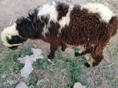 pure Dera ghazi khan mundra