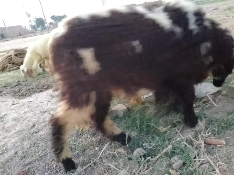 pure Dera ghazi khan mundra — photo 3