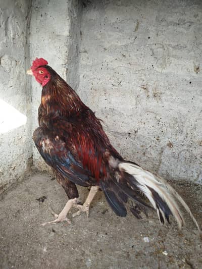 Aseel Patha for sale 0303.8868142