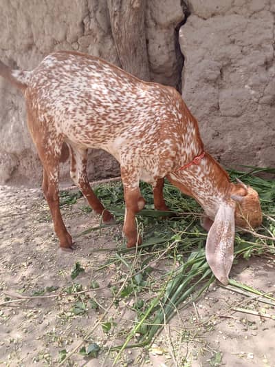 desi Bakra for sale