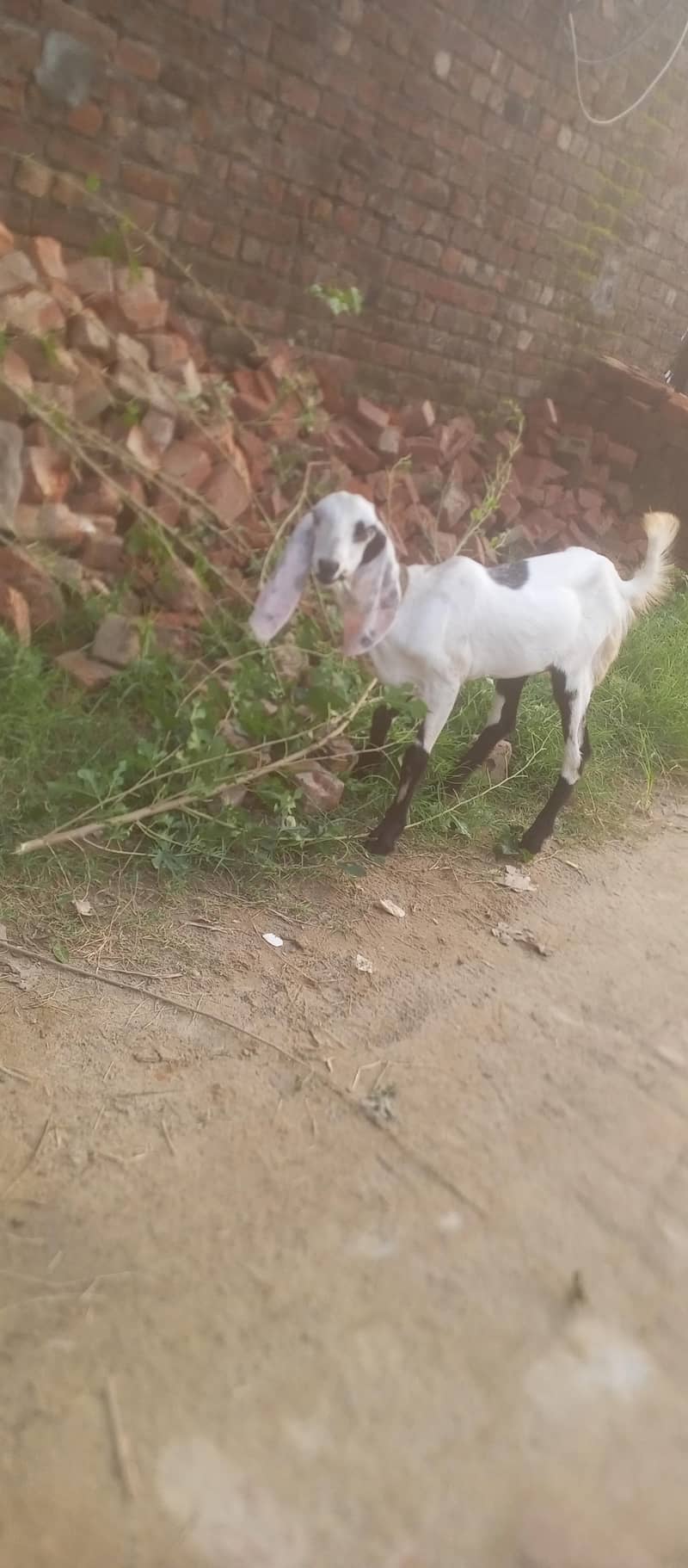 bakriya 0