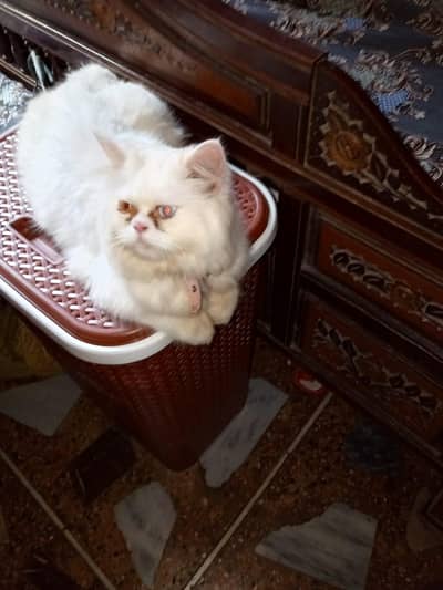 Persian cat |Persian female cat |odd eye|white cat triple coated