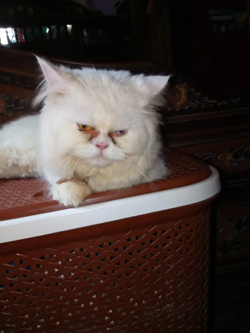 Persian cat |Persian female cat |odd eye|white cat triple coated — photo 2