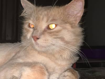 persian male