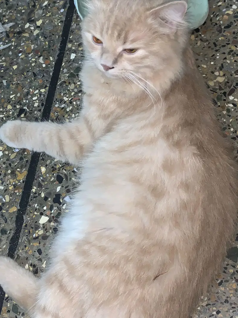 persian male — photo 2