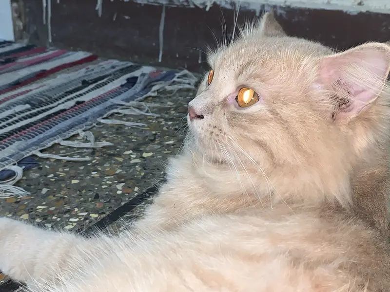persian male — photo 4