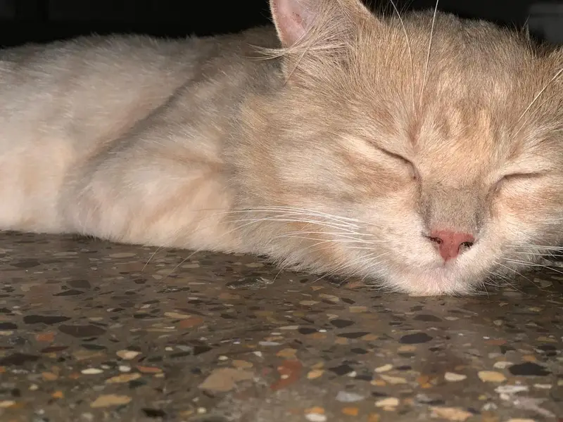 persian male — photo 5