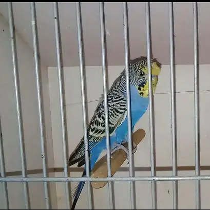 Hogo split bf Male — photo 2