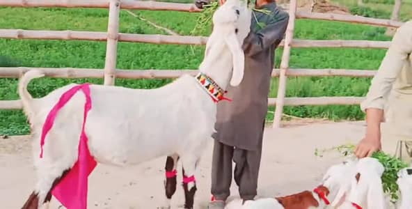 3 Bacchon Ka Sath Desi Bakri For Sale _ 03279583582