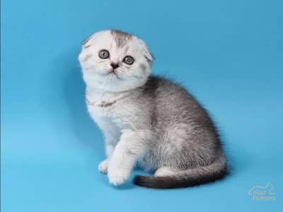 IMPORTED SCOTTISH FOLD AND BRITISH SHORT HAIR KITTENS AVAILABLE