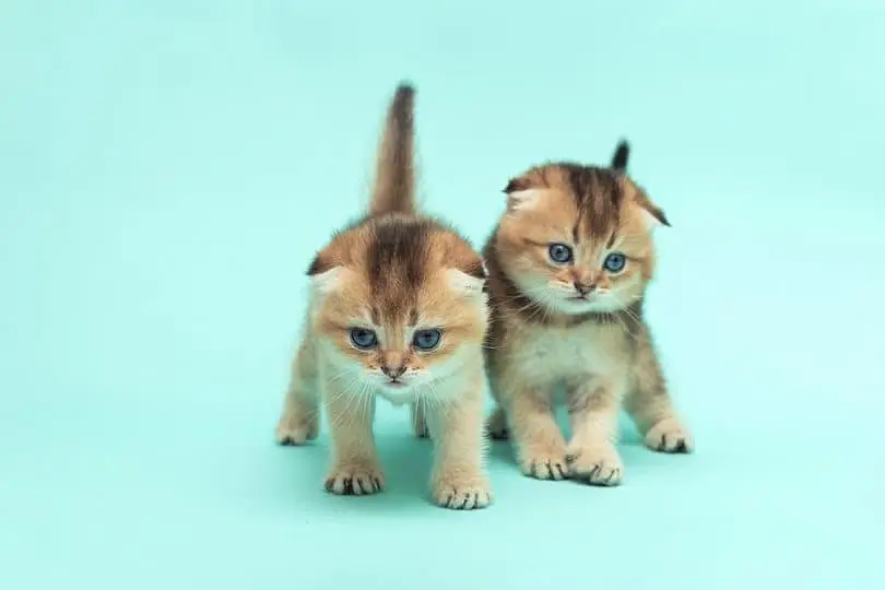 IMPORTED SCOTTISH FOLD AND BRITISH SHORT HAIR KITTENS AVAILABLE — photo 2