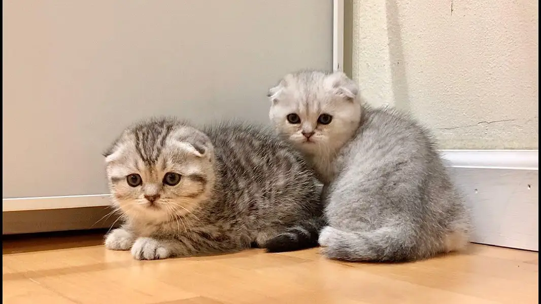 IMPORTED SCOTTISH FOLD AND BRITISH SHORT HAIR KITTENS AVAILABLE — photo 3