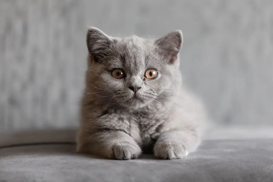 IMPORTED SCOTTISH FOLD AND BRITISH SHORT HAIR KITTENS AVAILABLE — photo 4