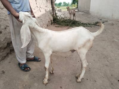 desi Bakra for Sale Mashallah