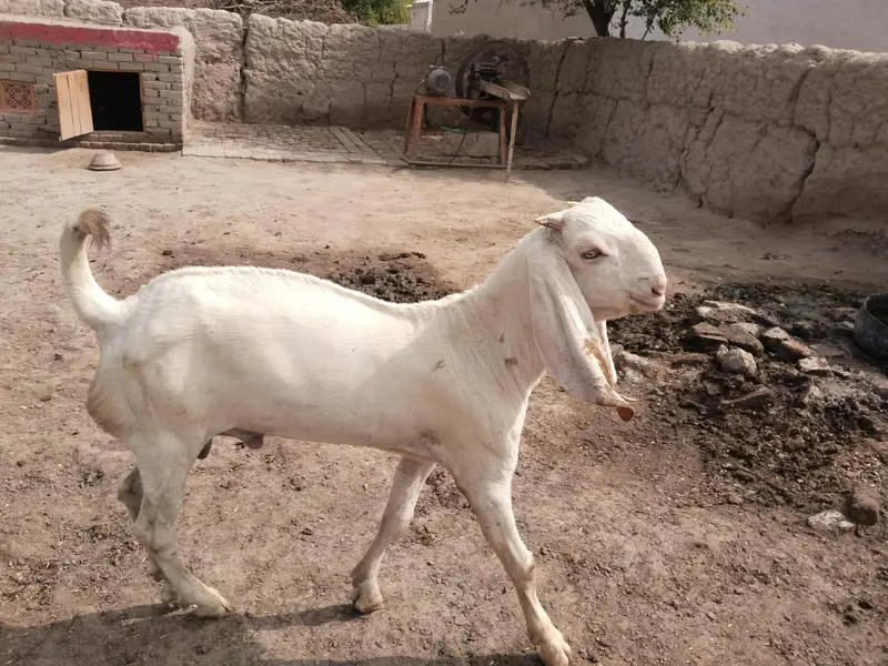 desi Bakra for Sale Mashallah — photo 3