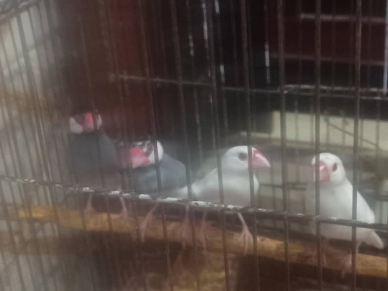 Birds 0