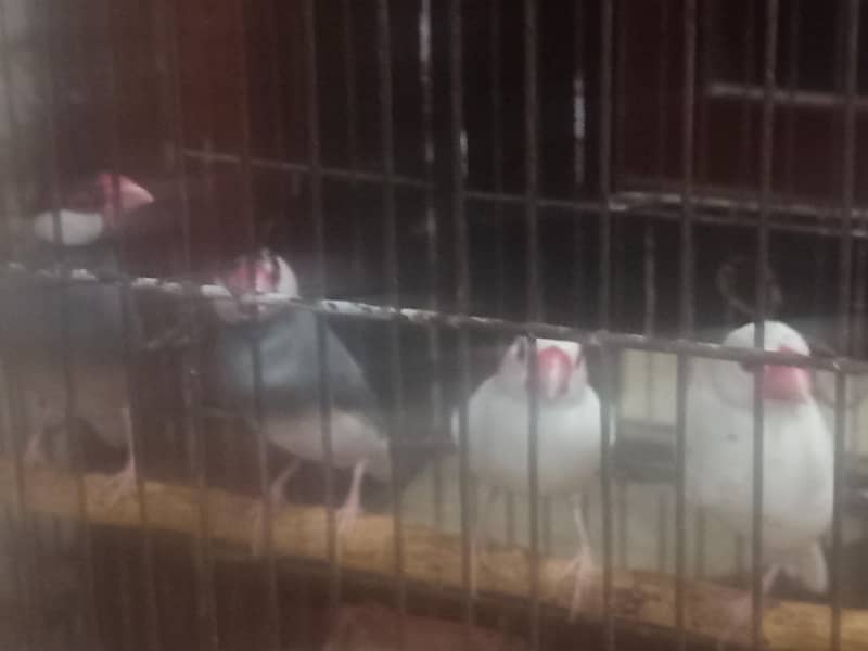 Birds 1