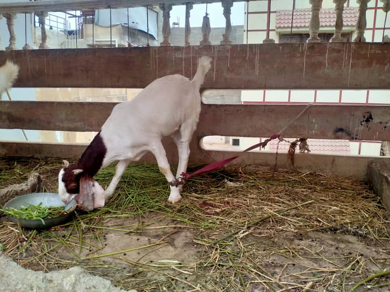 Gulabi path 2