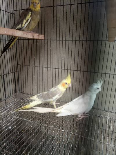 1 male 2 female confirm