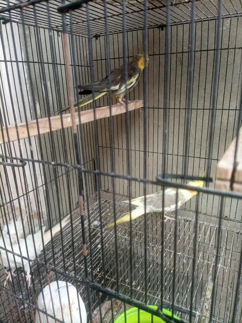 1 male 2 female confirm — photo 2