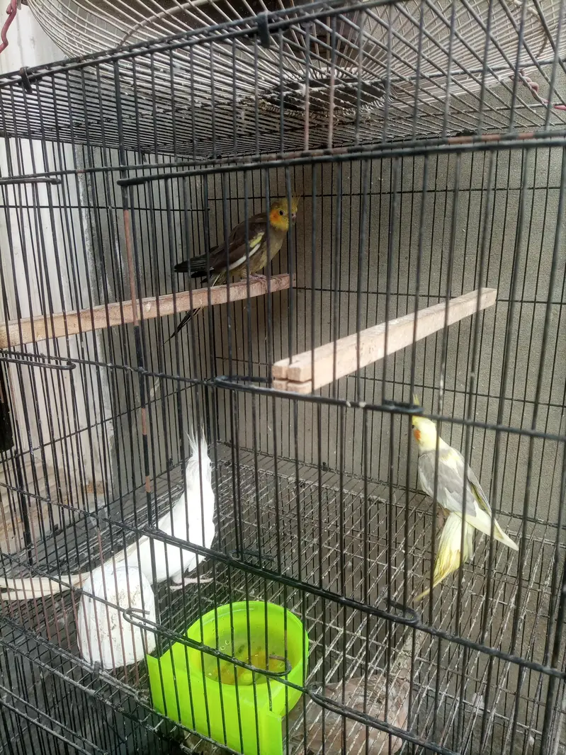 1 male 2 female confirm — photo 3