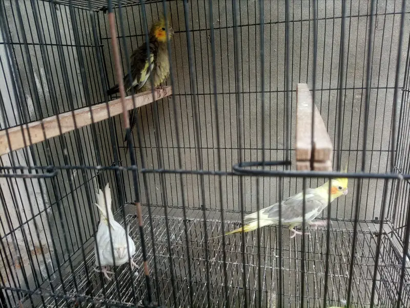 1 male 2 female confirm — photo 4