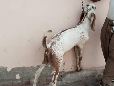 desi Bakra for Sale