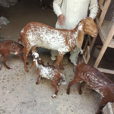 Makhi chini bakri ha