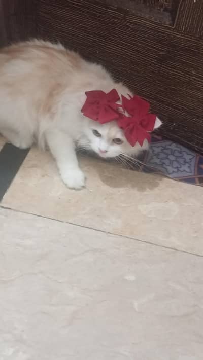 cat pet