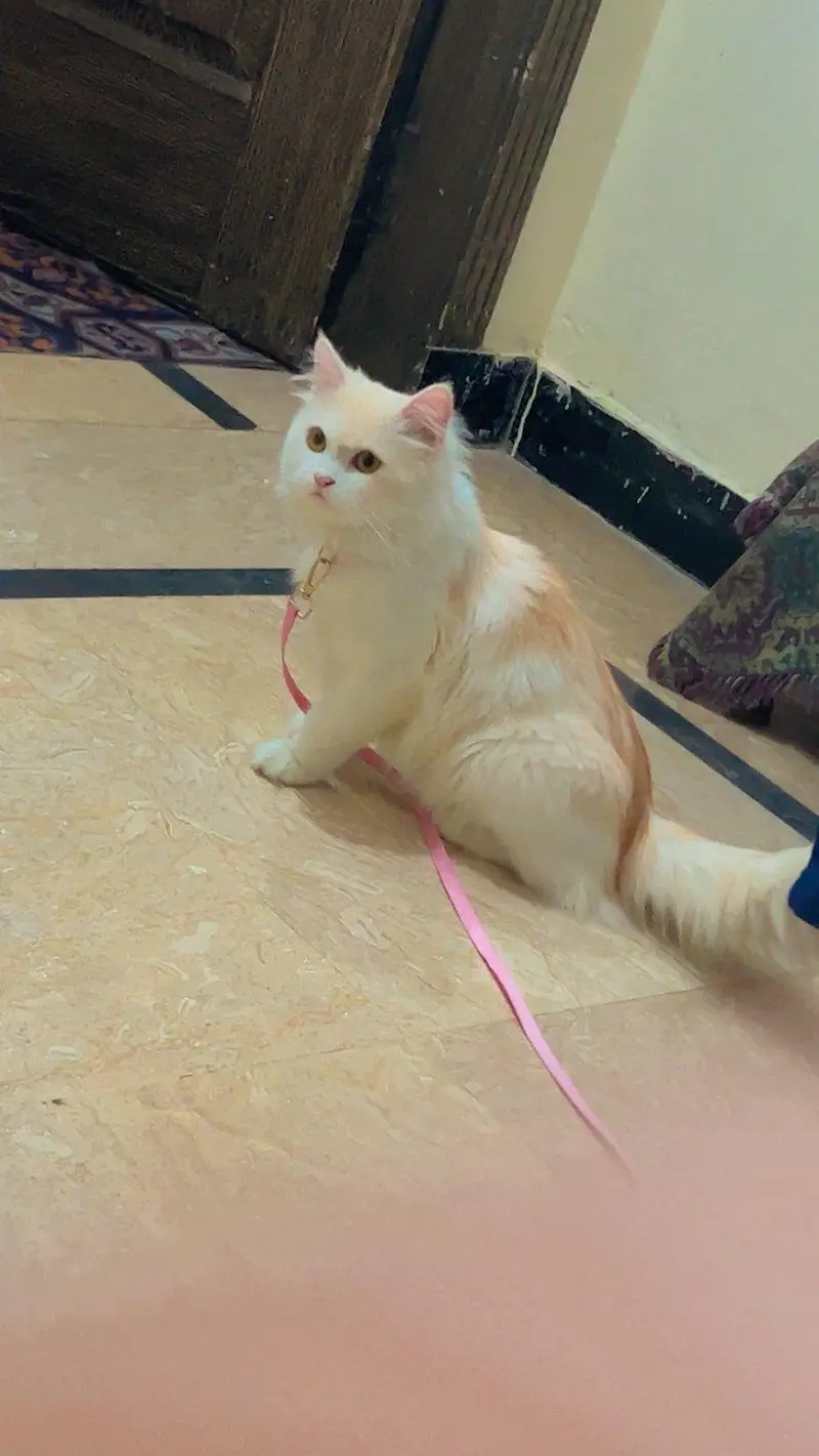cat pet — photo 2