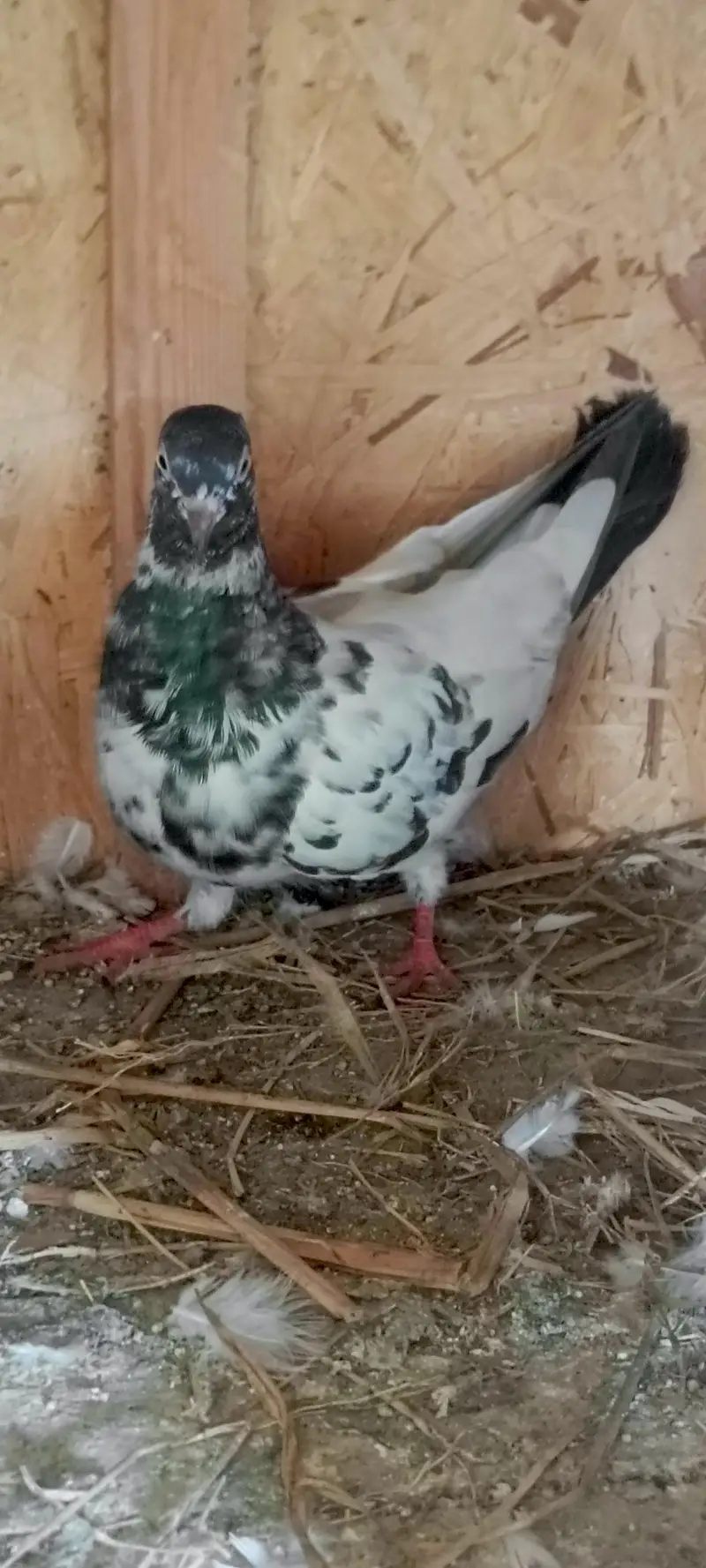 low flyer best piegon — photo 2