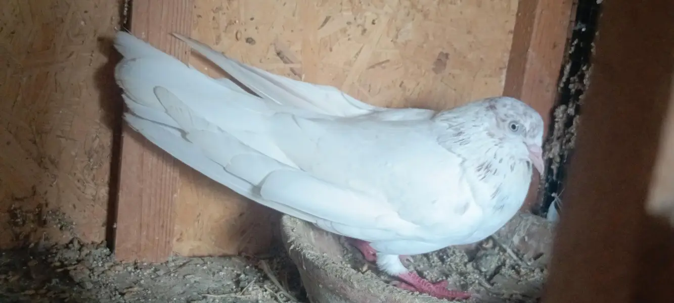 low flyer best piegon — photo 5