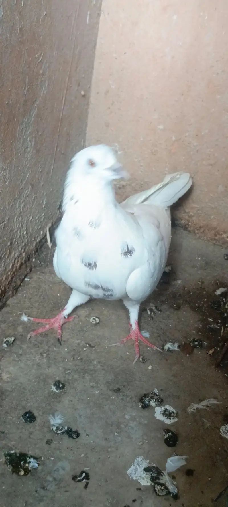 low flyer best piegon — photo 6
